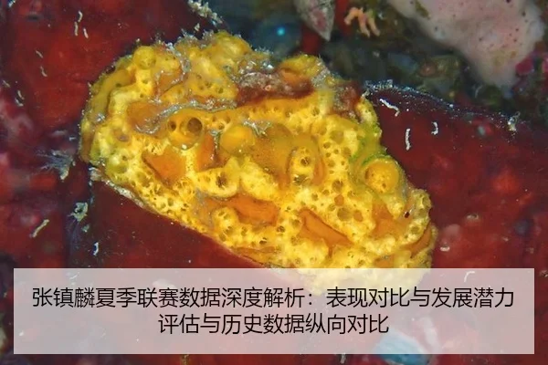 张镇麟夏季联赛数据深度解析：表现对比与发展潜力评估与历史数据纵向对比